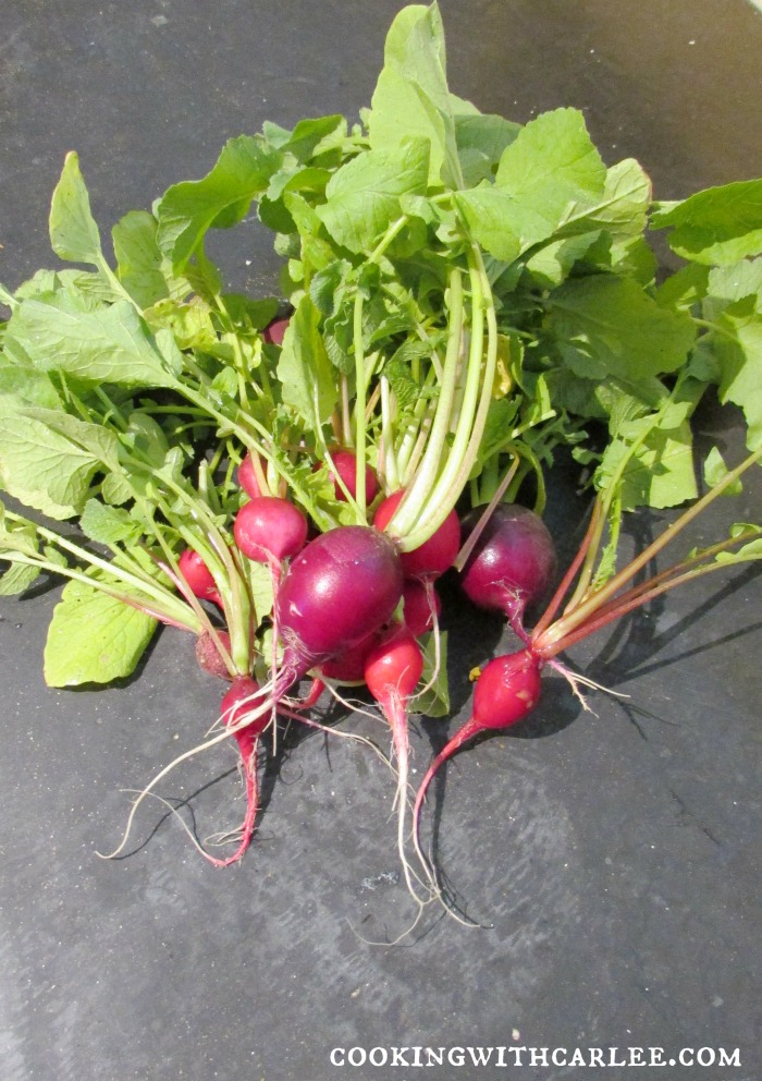 Fresh pink and red radishes with bright green leaves.