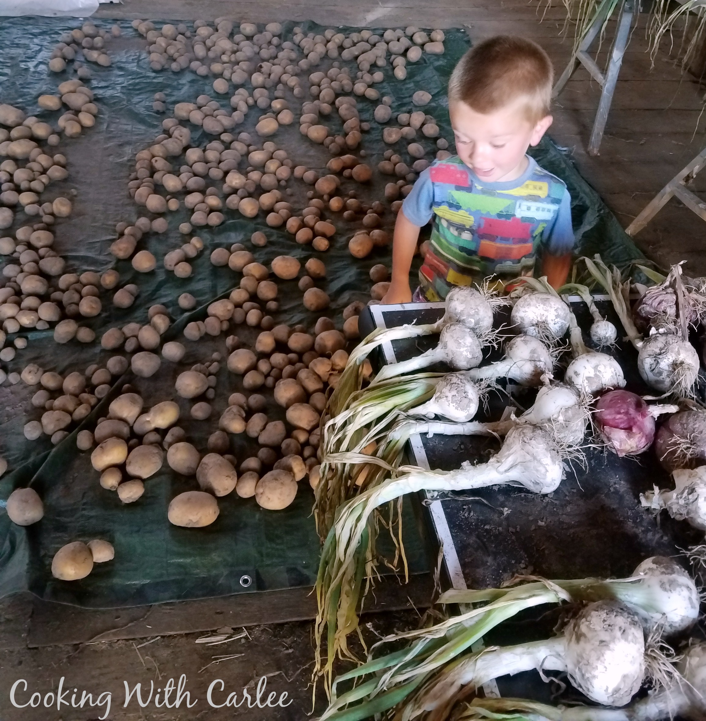 little dude between tons of freshly harvested onions and potatoes.