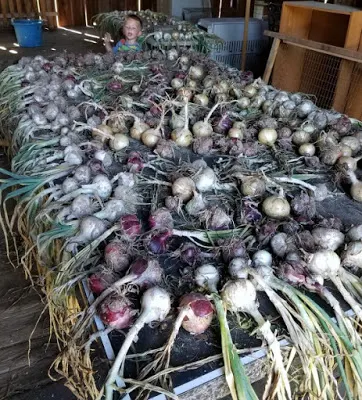 large table of freshly harvest onions drying