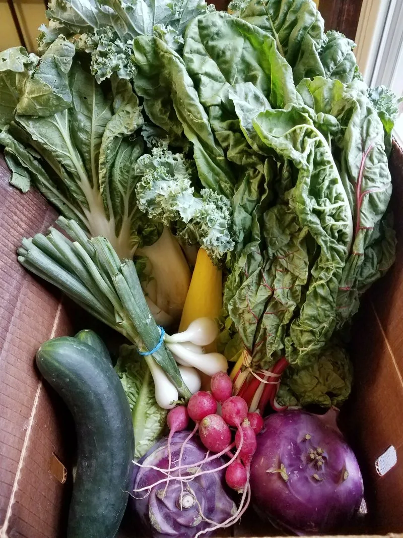 CSA box filled with fresh greens, cucumbers, radishes, squash, kohlrabi, and more. 