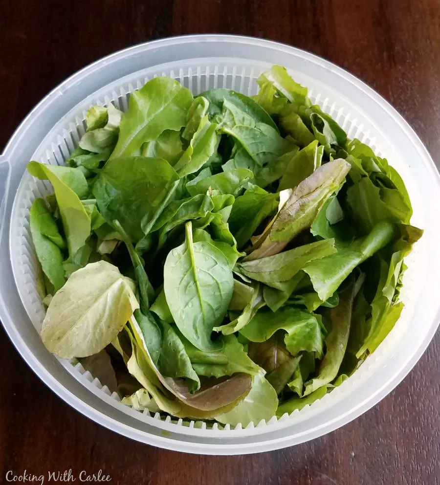 leaf lettuce in salad spinner.