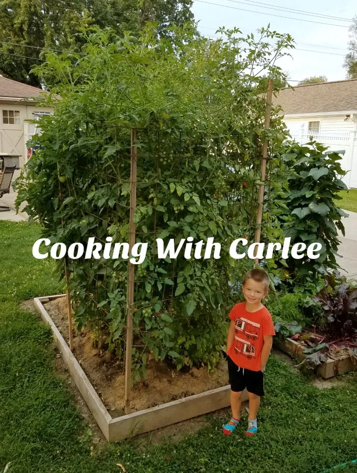 Little Dude standing next to super tall tomato plants.