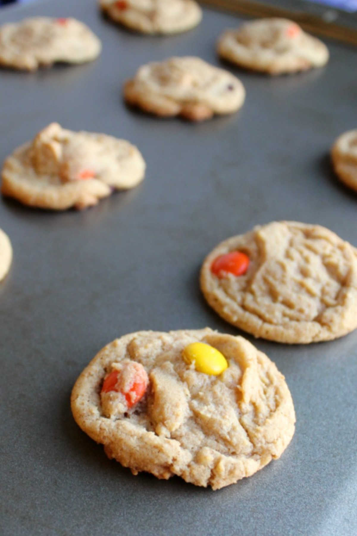 Freshly baked peanut butter cookies with peanut butter chops and reese's pieces cooling on cookie sheet. 