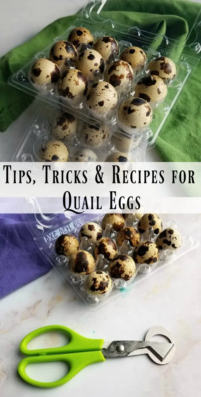 If you are looking for great ways to use quail eggs, you have come to the right spot.  There are so many great ways to use the cute little eggs in all sorts of appetizers and meals! Here are some tips, tricks and recipes for quail eggs.