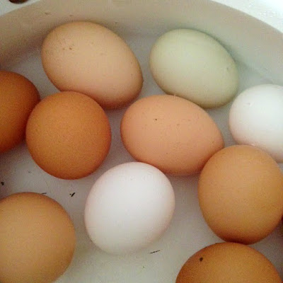 rainbow of farm fresh eggs in pot of water boiling