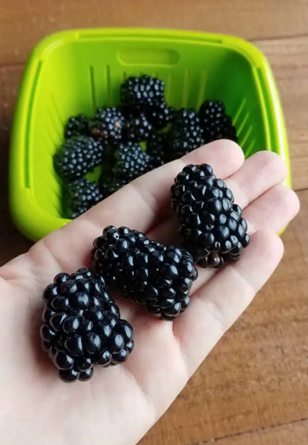 hand holding 3 giant blackberries.