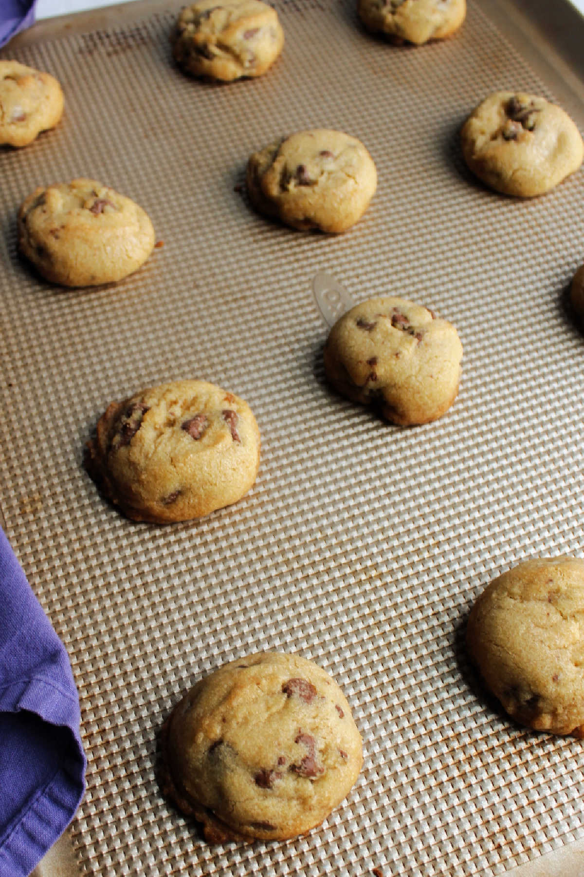 Freshly baked lard chocolate chip cookies on sheet pan straight from the oven.