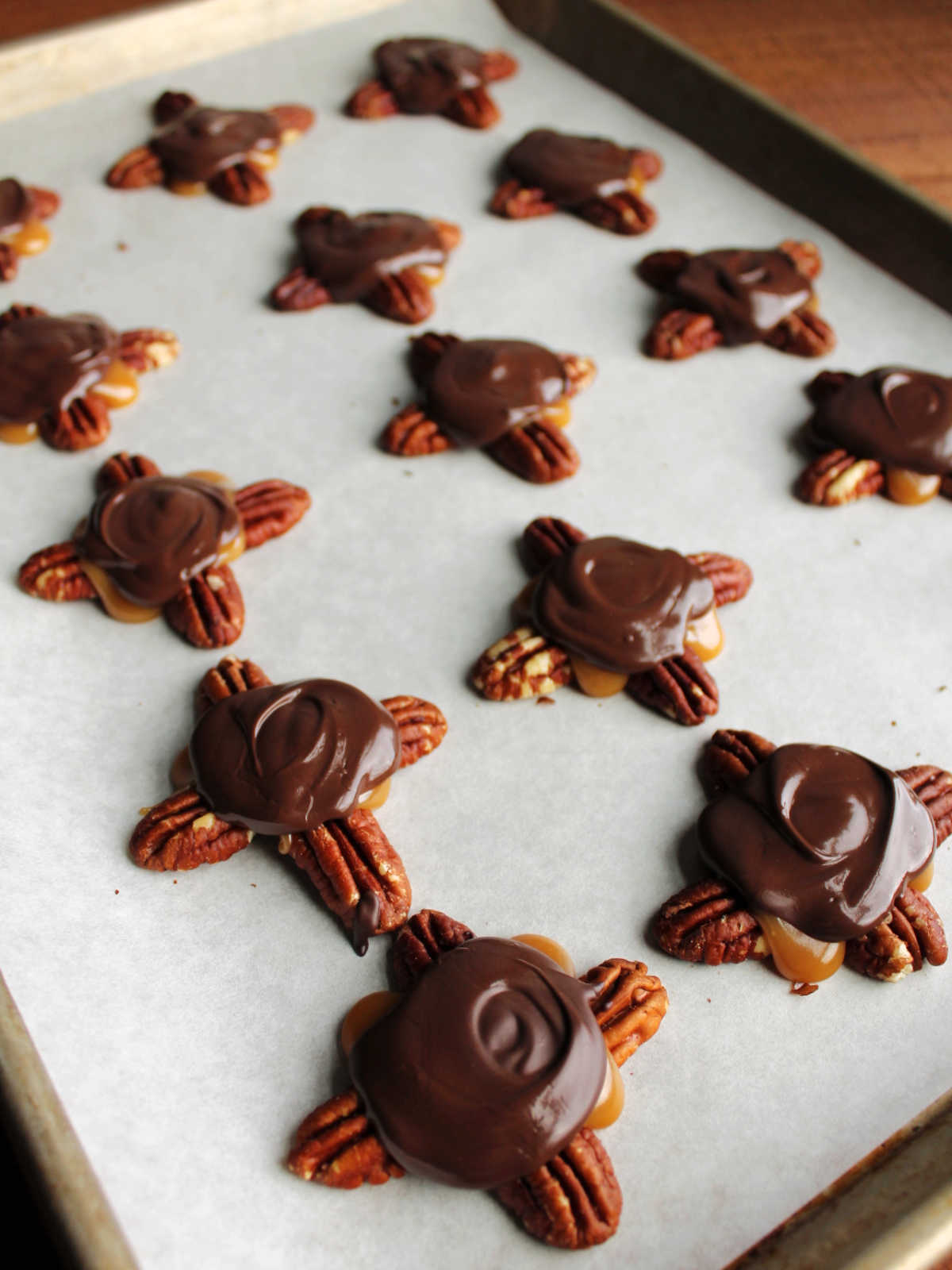 Chocolate topped turtles with pecans and homemade caramel setting up on parchment lined cookie sheet. 